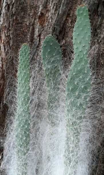 Opuntia orbiculata 12 Pieces Seeds