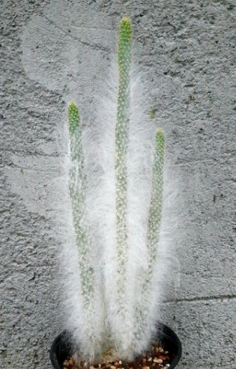 Opuntia orbiculata 12 Pieces Seeds