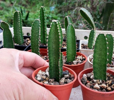 Peniocereus maculatus 10 Pieces Seeds