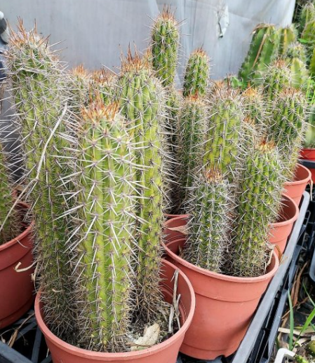Pilosocereus gounellei 10 Pieces Seeds