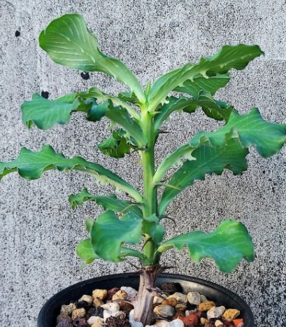 Monadenium elegans 10 Pieces Seeds