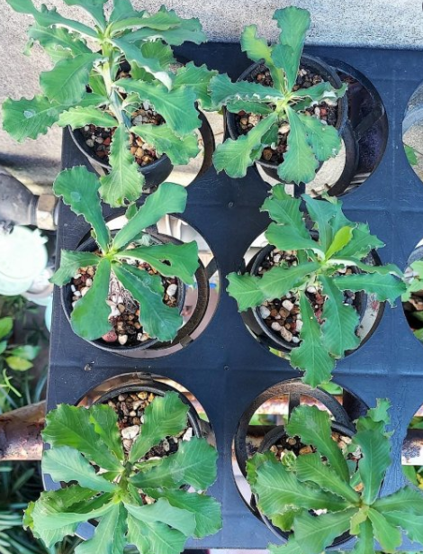 Monadenium elegans 10 Pieces Seeds