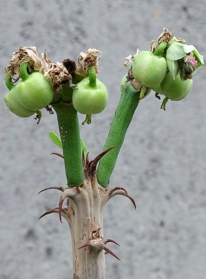 Monadenium elegans 10 Pieces Seeds