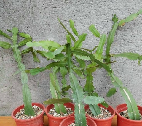 Euphorbia bougheyi 10 Pieces Seeds