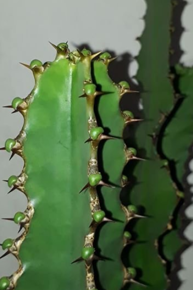 Euphorbia bougheyi 10 Pieces Seeds