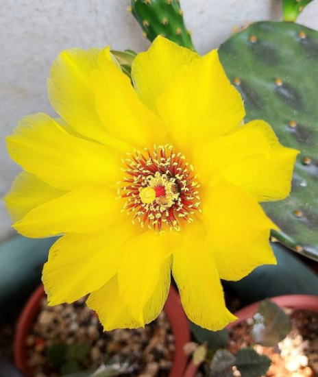 Opuntia decumbens 8 Pieces Seeds