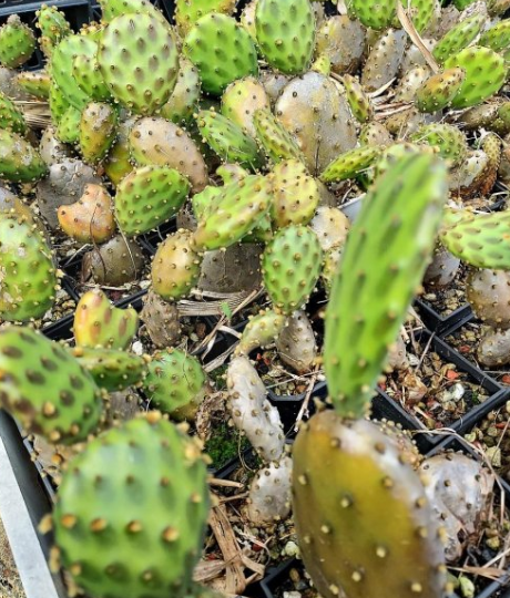 Opuntia decumbens 8 Pieces Seeds