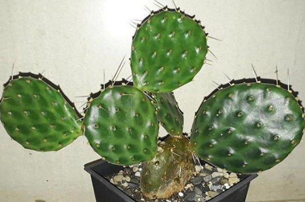 Opuntia decumbens 8 Pieces Seeds