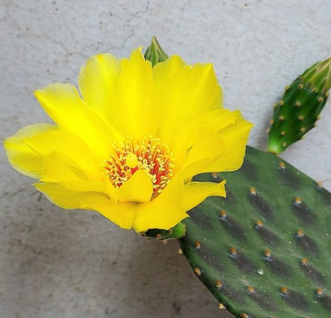 Opuntia decumbens 8 Pieces Seeds