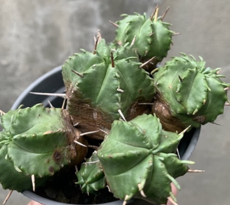 Euphorbia meloformis 10 Pieces Seeds