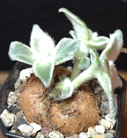 Rechsteineria leucotricha 8 Pieces Seeds