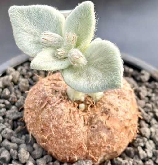 Rechsteineria leucotricha 8 Pieces Seeds