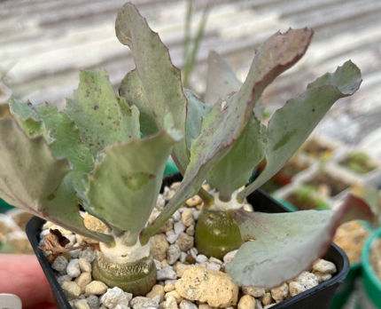 Othonna cremnophia 6 Pieces Seeds