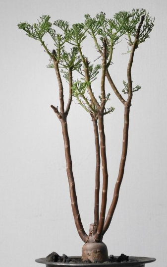 Othonna sp. feather leaves 3 Pieces Seeds