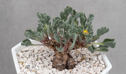 Othonna taraxacoides 6 Pieces Seeds