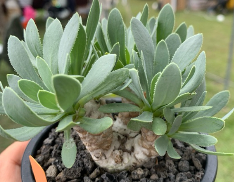 Othonna retrorsa 6 Pieces Seeds