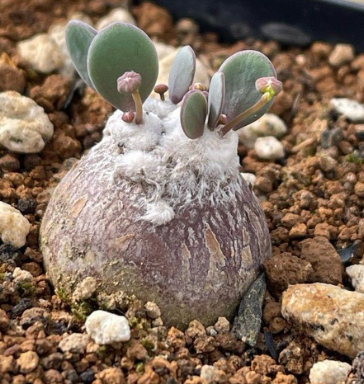 Othonna cacalioides “pygmaea” 3 Pieces Seeds