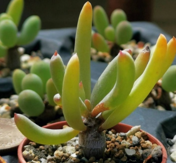 Othonna protecta 5 Pieces Seeds