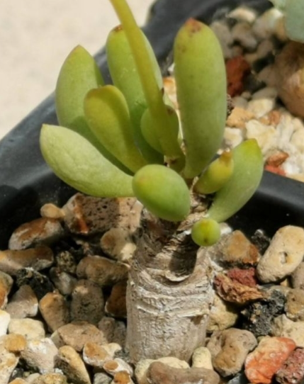 Othonna protecta 5 Pieces Seeds