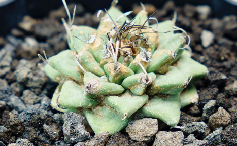 Turbinicarpus alonsoi 10 Pieces Seeds