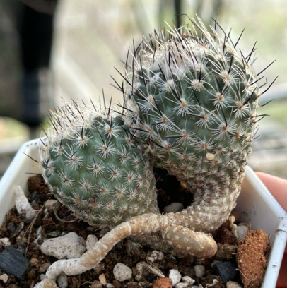 Turbinicarpus booleanus 10 Pieces Seeds