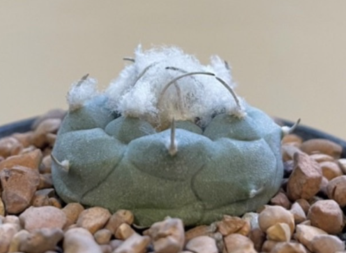 Turbinicarpus jauernigii 10 Pieces Seeds