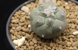 Turbinicarpus jauernigii 10 Pieces Seeds