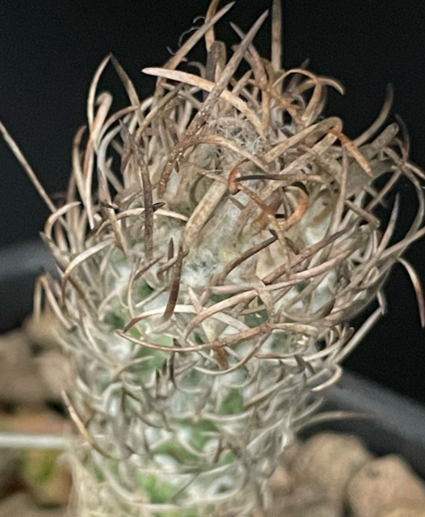 Turbinicarpus flaviflorus 10 Pieces Seeds