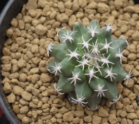 Turbinicarpus nikolae 10 Pieces Seeds