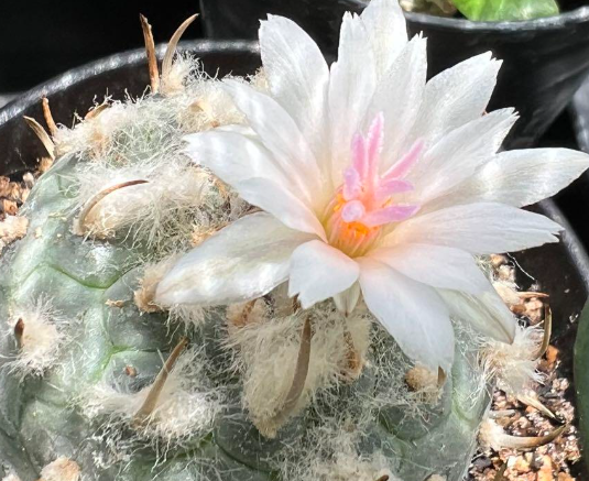 Turbinicarpus polaskii 10 Pieces Seeds