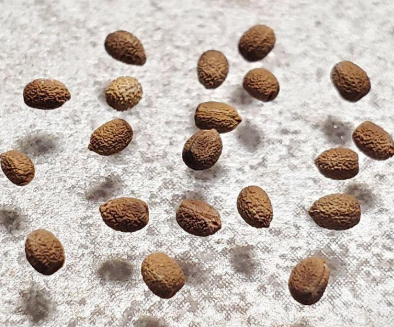 Euphorbia paulianii 10 Pieces Seeds