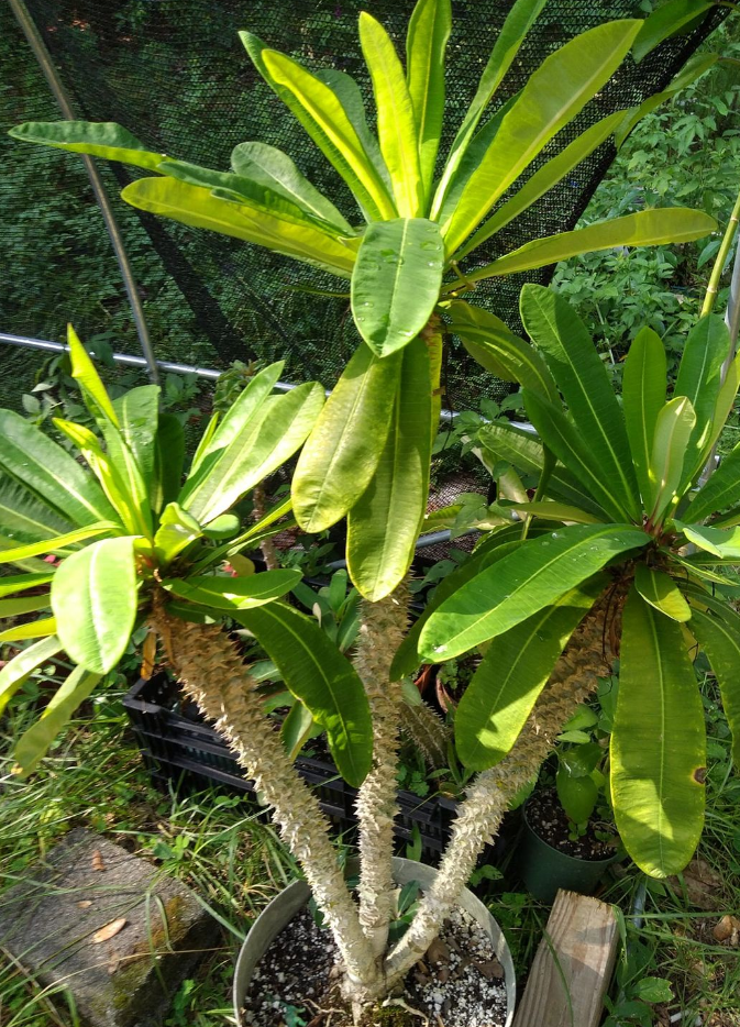 Euphorbia paulianii 10 Pieces Seeds