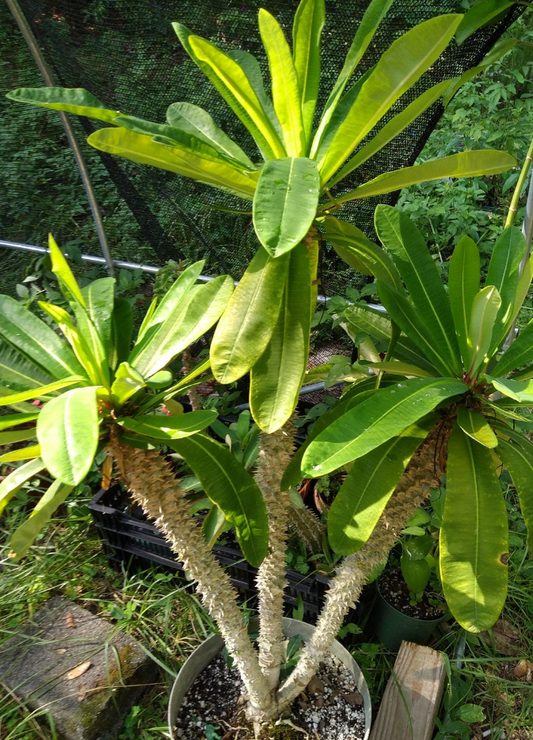 Euphorbia paulianii 10 Pieces Seeds