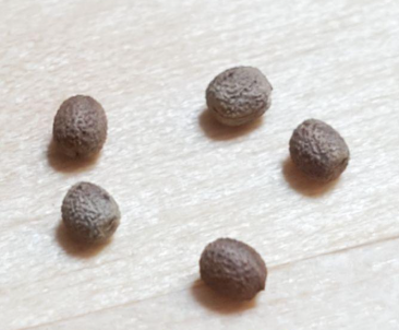 Euphorbia mahabobokensis 10 Pieces Seeds