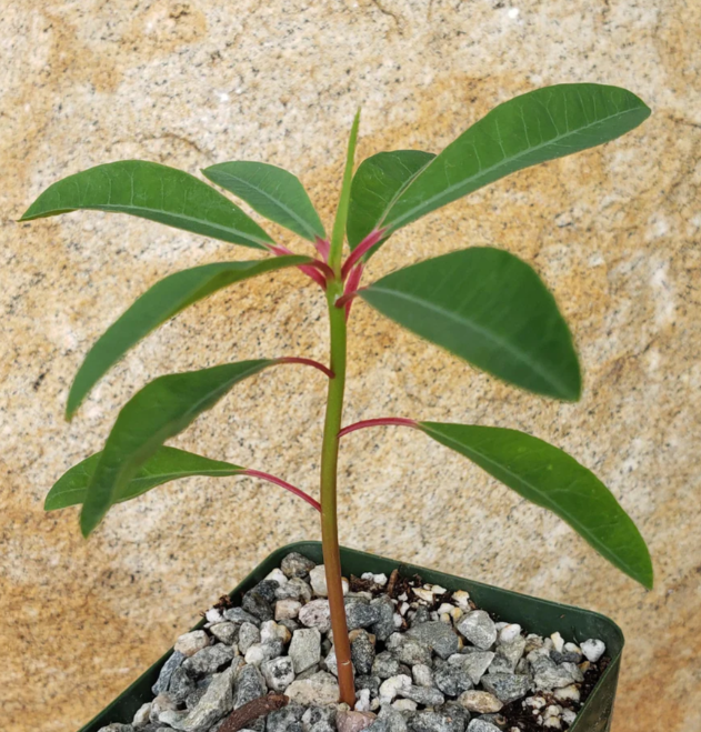 Euphorbia mahabobokensis 10 Pieces Seeds