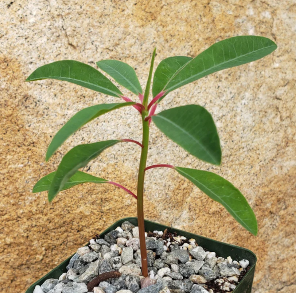 Euphorbia mahabobokensis 10 Pieces Seeds