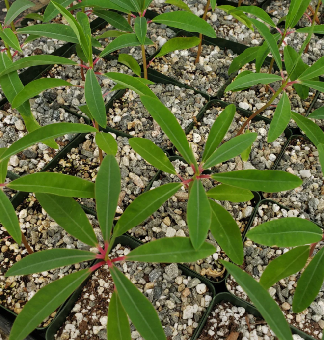 Euphorbia mahabobokensis 10 Pieces Seeds