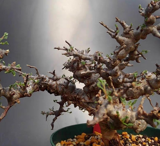 Commiphora sp.eyl somalia 10 Pieces Seeds