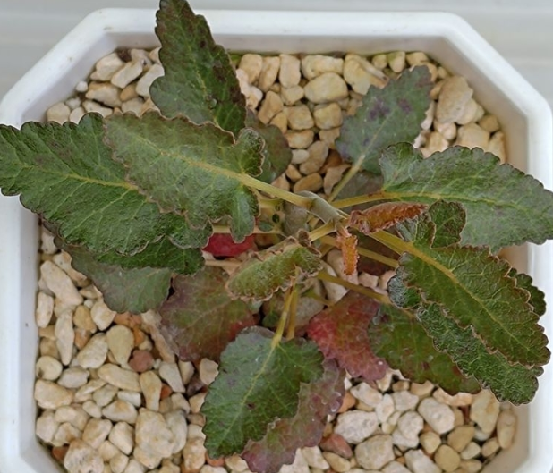 Boswellia popoviana 7 Pieces Seeds