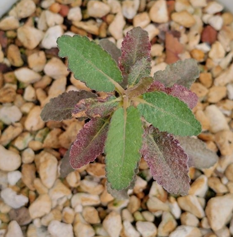 Boswellia popoviana 7 Pieces Seeds