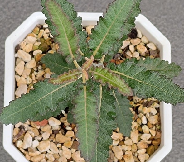 Boswellia popoviana 7 Pieces Seeds