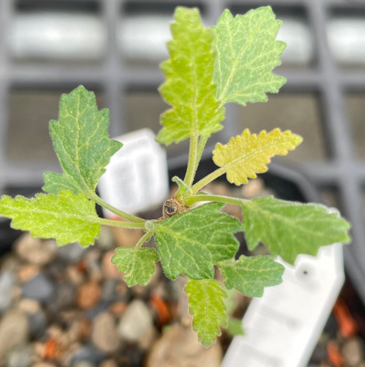 Boswellia popoviana 7 Pieces Seeds