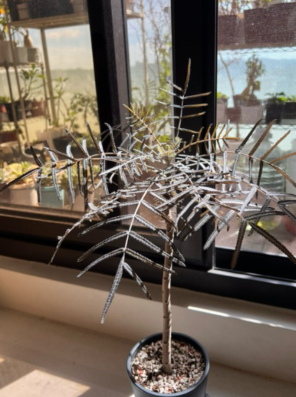 Boswellia elongata 6 Pieces Seeds