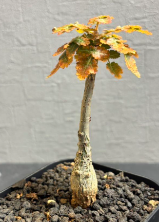 Boswellia dioscoridis 10 Pieces Seeds