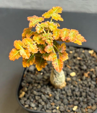 Boswellia dioscoridis 10 Pieces Seeds