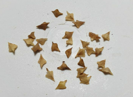 Boswellia bullata 7 Pieces Seeds