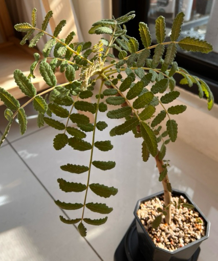 Boswellia bullata 7 Pieces Seeds