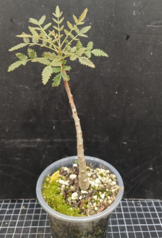 Boswellia bullata 7 Pieces Seeds