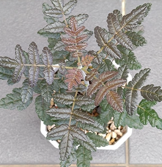 Boswellia ameero 6 Pieces Seeds