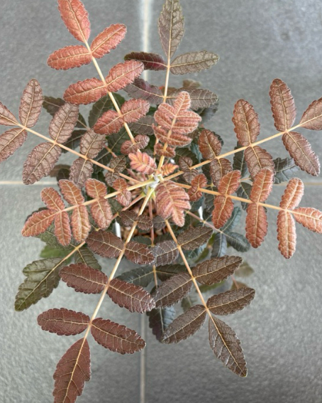 Boswellia ameero 6 Pieces Seeds